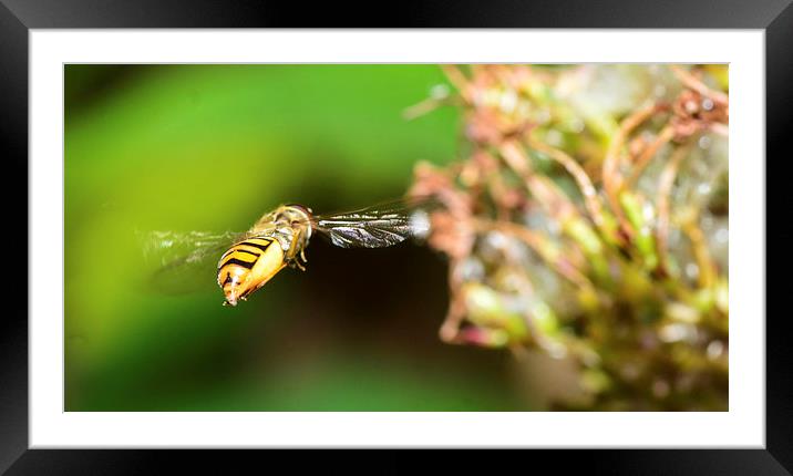 flying hover fly Framed Mounted Print by nick wastie
