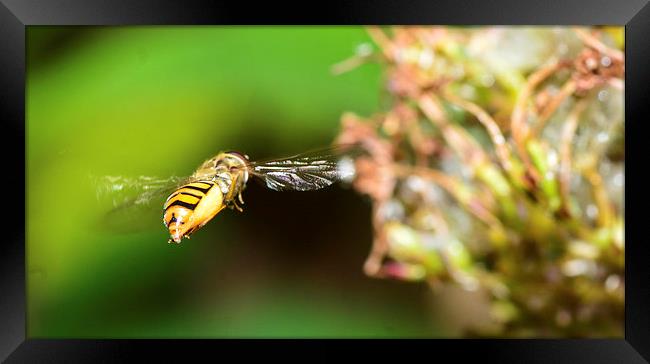 flying hover fly Framed Print by nick wastie