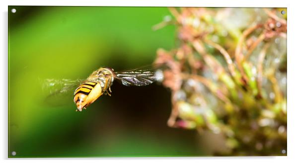 flying hover fly Acrylic by nick wastie