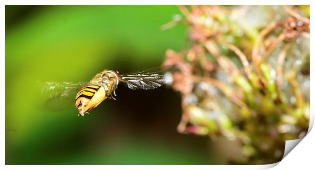 flying hover fly Print by nick wastie