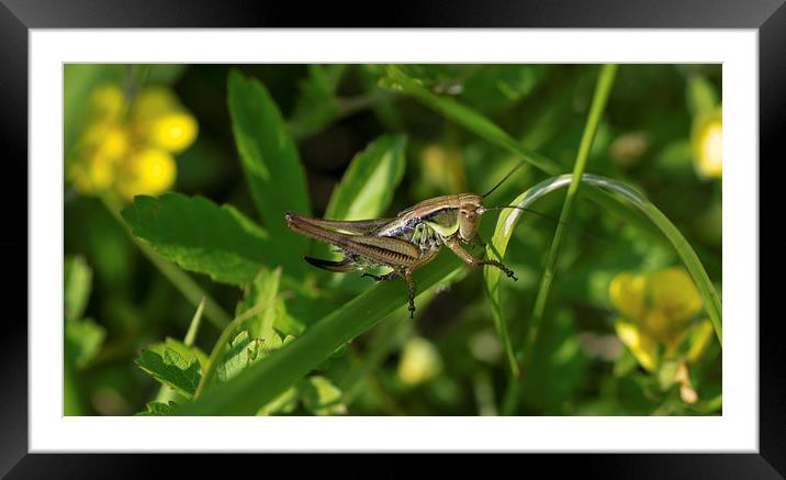 horned grasshopper Framed Mounted Print by nick wastie