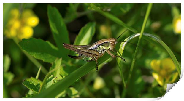 horned grasshopper Print by nick wastie