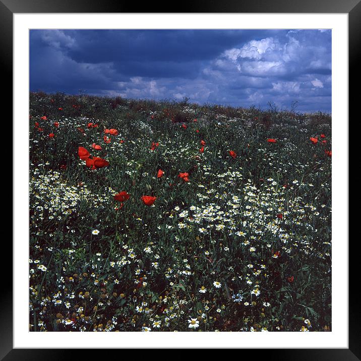 Flowers in the Field Framed Mounted Print by James Mc Quarrie