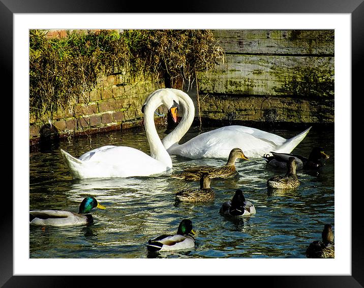 beautiful swans Framed Mounted Print by nick wastie