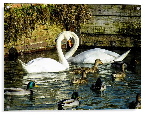 beautiful swans Acrylic by nick wastie