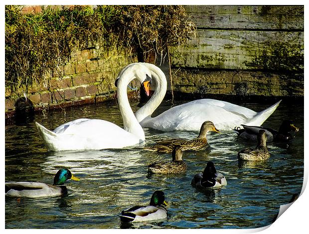 beautiful swans Print by nick wastie