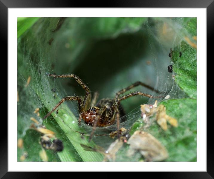 spider Framed Mounted Print by nick wastie