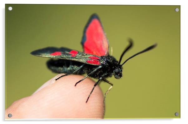 beautiful moth Acrylic by nick wastie