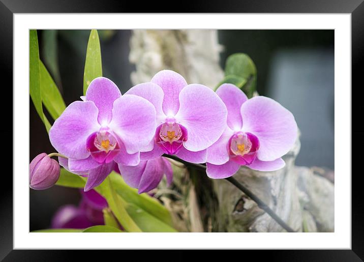 Pink Orchids Framed Mounted Print by Darren Eves