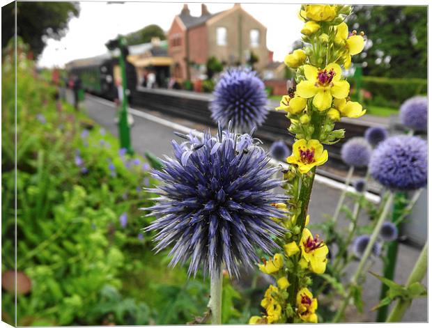 spikey flower Canvas Print by nick wastie