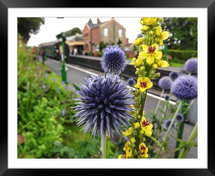 spikey flower Framed Mounted Print by nick wastie