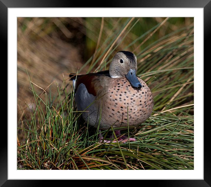 Duck Sitting in Grass Framed Mounted Print by Philip Pound