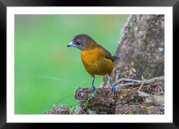 Cherries Tanager perching Framed Mounted Print by Craig Lapsley