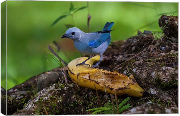 blue-gray tanager Canvas Print by Craig Lapsley