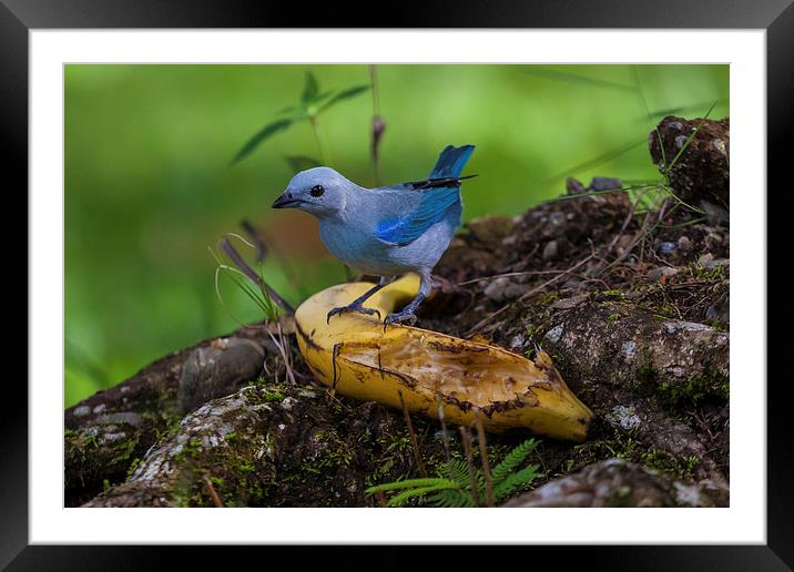 blue-gray tanager Framed Mounted Print by Craig Lapsley