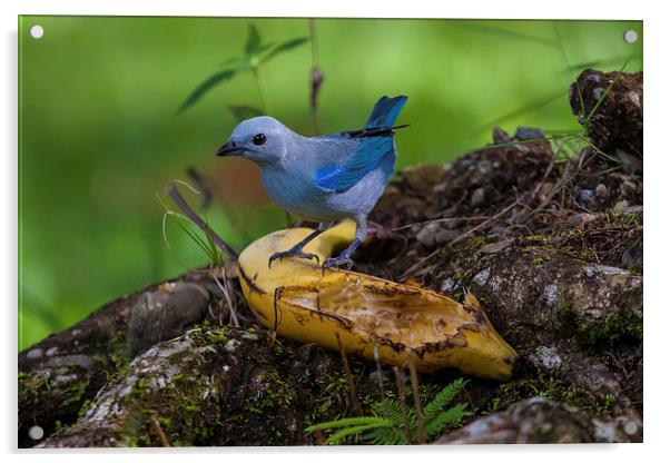 blue-gray tanager Acrylic by Craig Lapsley