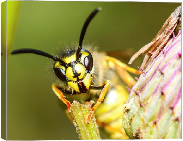 wasp face Canvas Print by nick wastie