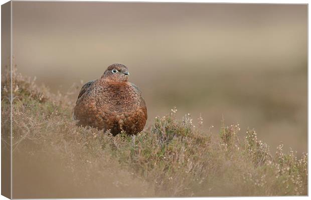 Red Grouse Canvas Print by Natures' Canvas: Wall Art  & Prints by Andy Astbury