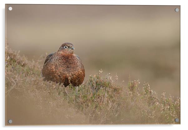 Red Grouse Acrylic by Natures' Canvas: Wall Art  & Prints by Andy Astbury