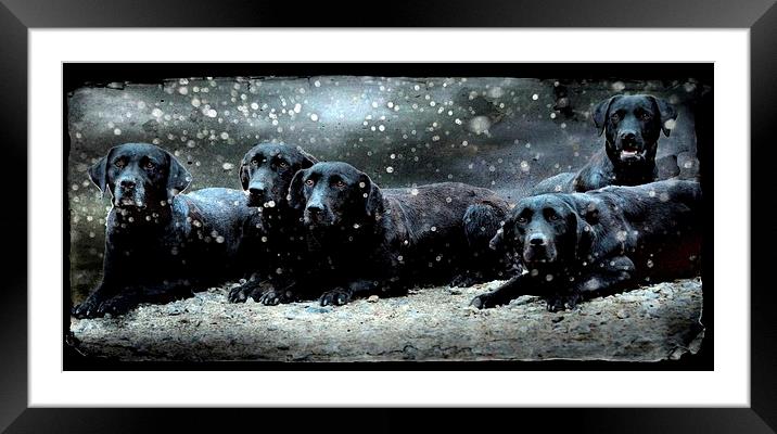 Labby Christmas Framed Mounted Print by Alan Mattison