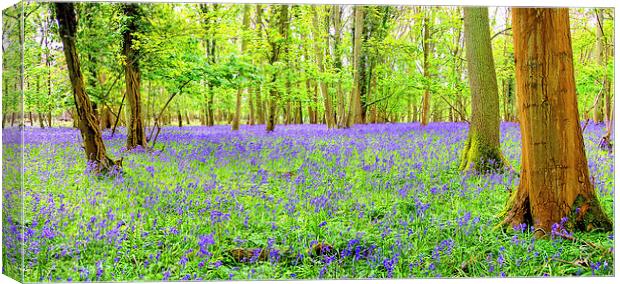 Cotswold BlueBells Canvas Print by Colin Williams Photography
