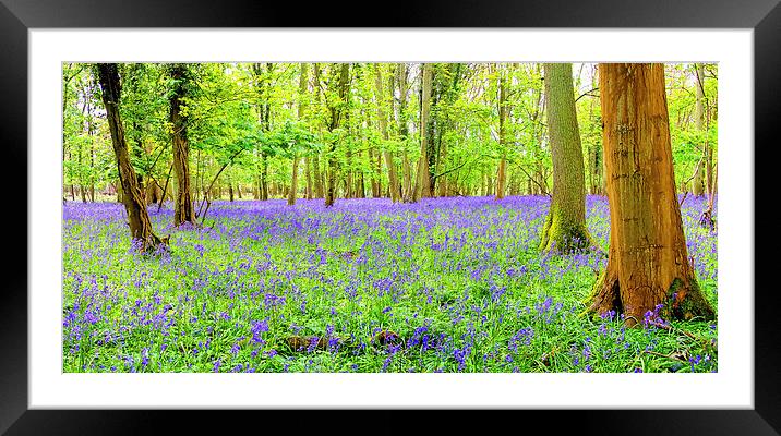 Cotswold BlueBells Framed Mounted Print by Colin Williams Photography