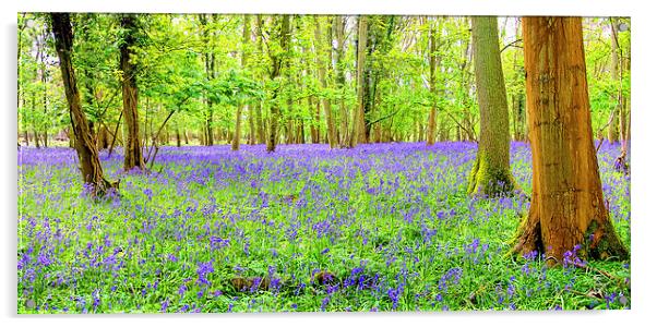 Cotswold BlueBells Acrylic by Colin Williams Photography
