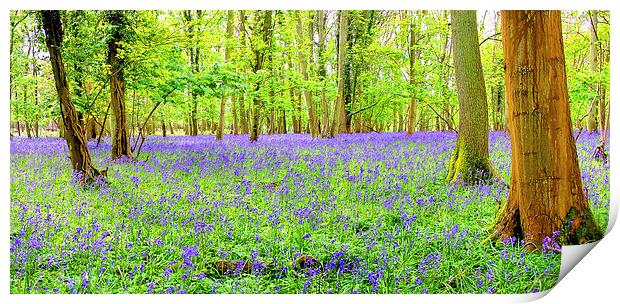 Cotswold BlueBells Print by Colin Williams Photography