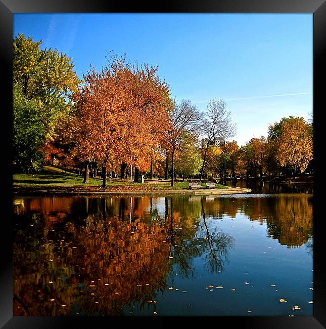 Reflection in the Park Framed Print by Michael Wood