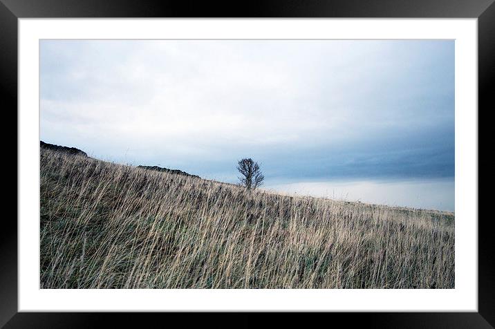 Lonely Tree Framed Mounted Print by Lucy Pinkstone