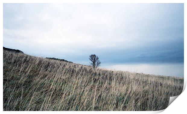 Lonely Tree Print by Lucy Pinkstone