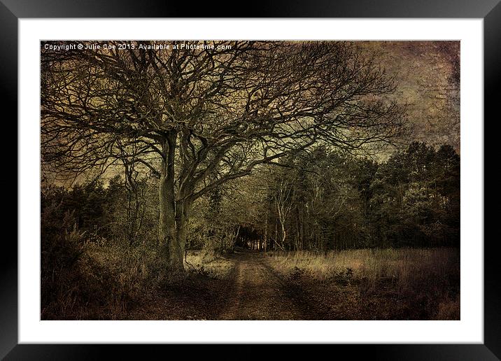 Darkened Woods Framed Mounted Print by Julie Coe