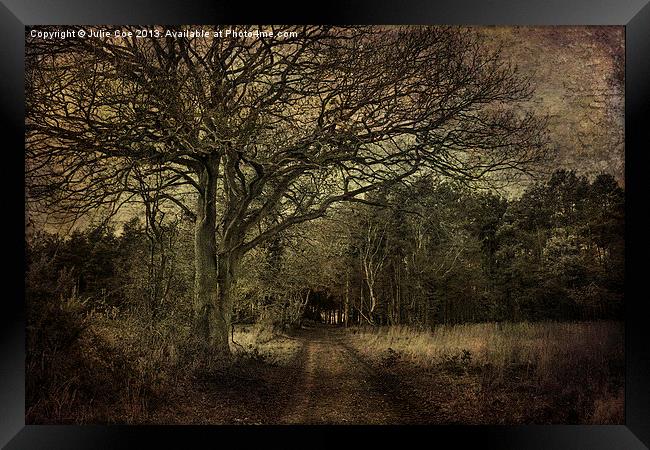 Darkened Woods Framed Print by Julie Coe