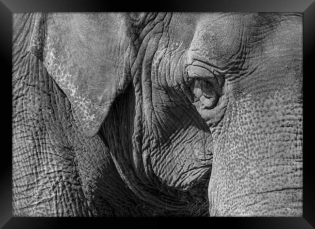 Elephant Framed Print by Steven Ralser