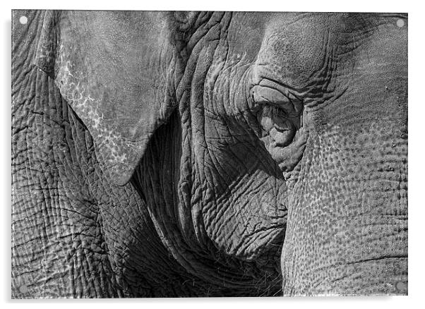 Elephant Acrylic by Steven Ralser