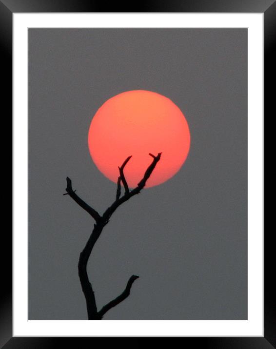 sun at dawn Framed Mounted Print by anurag gupta