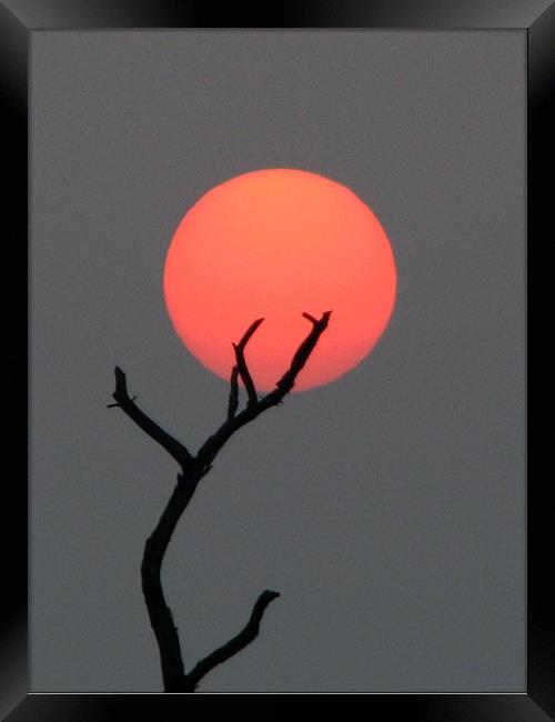 sun at dawn Framed Print by anurag gupta