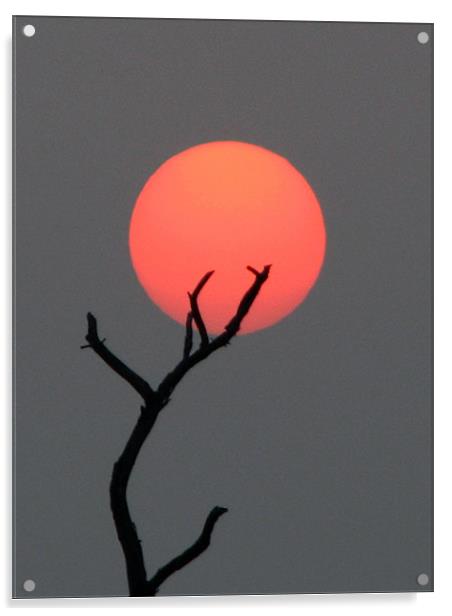 sun at dawn Acrylic by anurag gupta