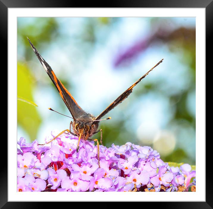 red admiral butterfly Framed Mounted Print by nick wastie