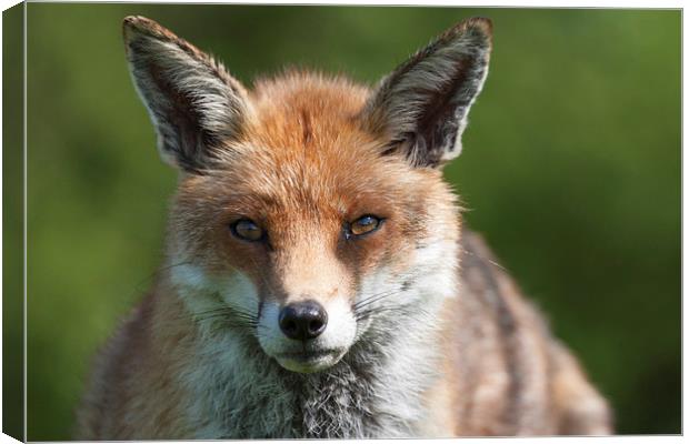 English Red Fox Canvas Print by Philip Pound
