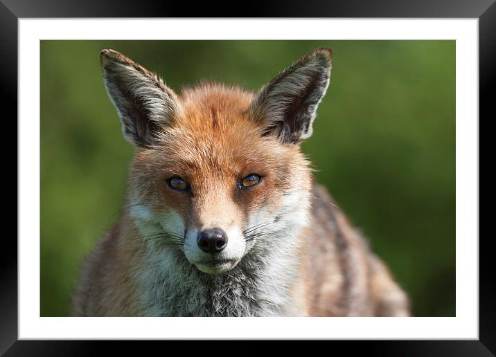 English Red Fox Framed Mounted Print by Philip Pound