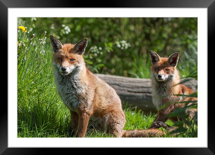 Pair of English Red Foxes Framed Mounted Print by Philip Pound