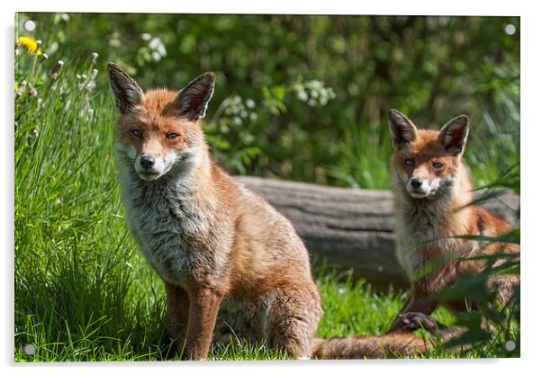 Pair of English Red Foxes Acrylic by Philip Pound