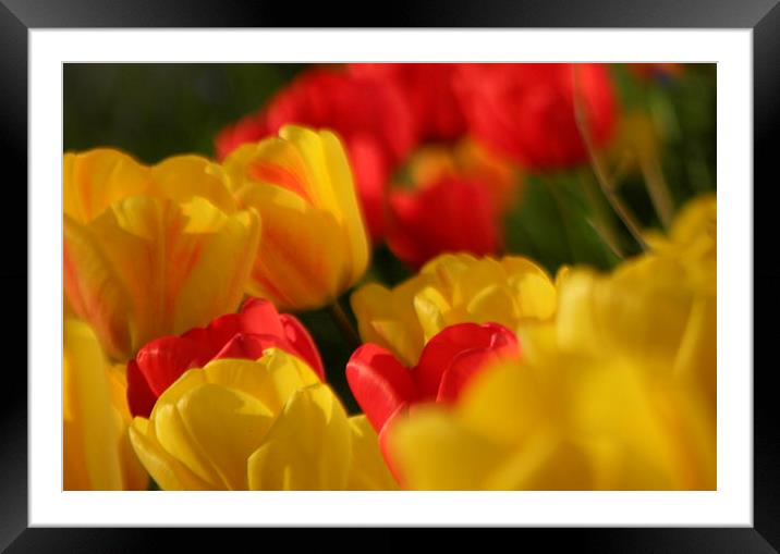 Tulips Framed Mounted Print by Ralph Jackson