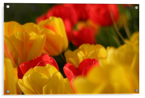 Tulips Acrylic by Ralph Jackson