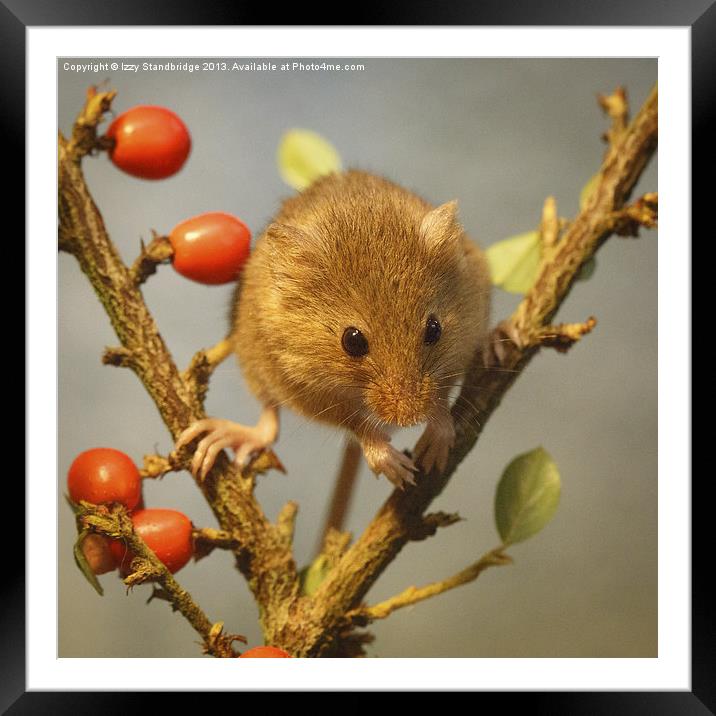 Harvest mouse (Micromys minutus) Framed Mounted Print by Izzy Standbridge