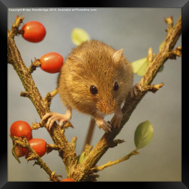 Harvest mouse (Micromys minutus) Framed Print by Izzy Standbridge