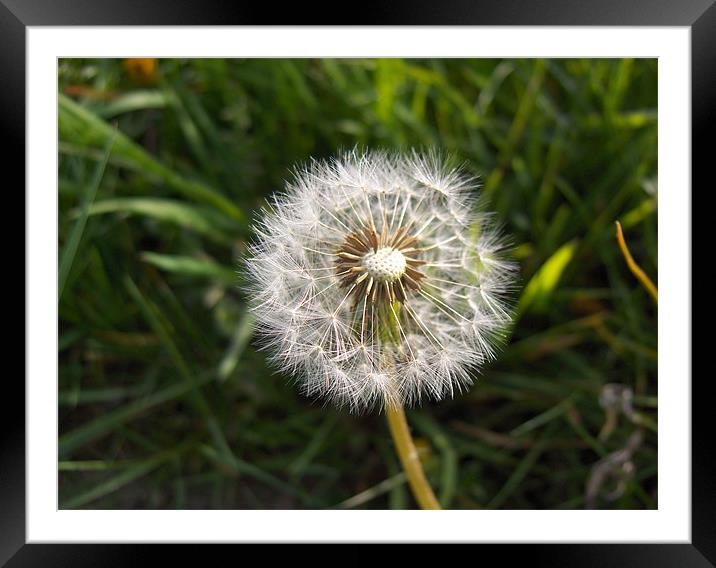 Go with the wind Framed Mounted Print by Flavia Ferreira
