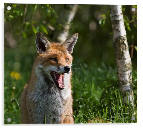 English Fox Portrait Acrylic by Philip Pound