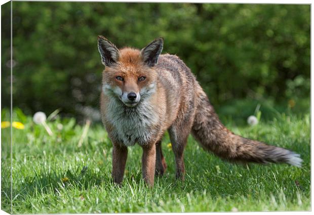 English Red Fox in Meadow Canvas Print by Philip Pound